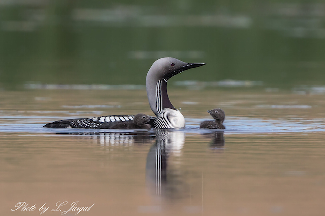 Хилэнгүеэт гахуун (Gavia arctica)